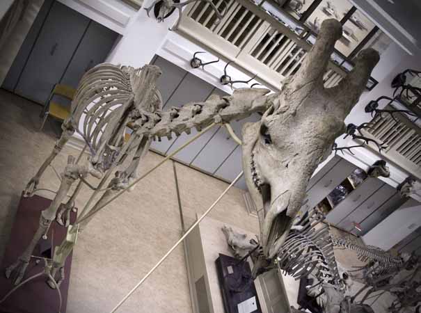 Giraff, skelett
