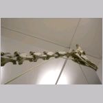 Giraff, skelett