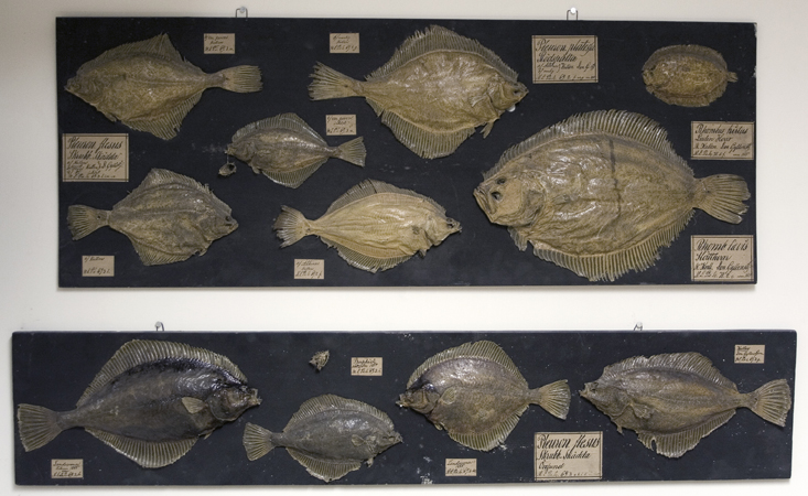 Plattfiskar (Gyll)