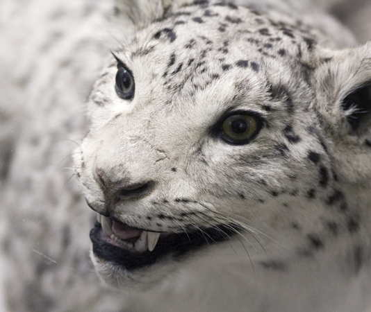 Sn&ouml;leopard