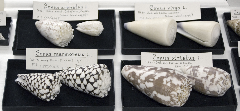 Sn&auml;ckor (Conus)
