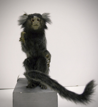 Marmosettapa