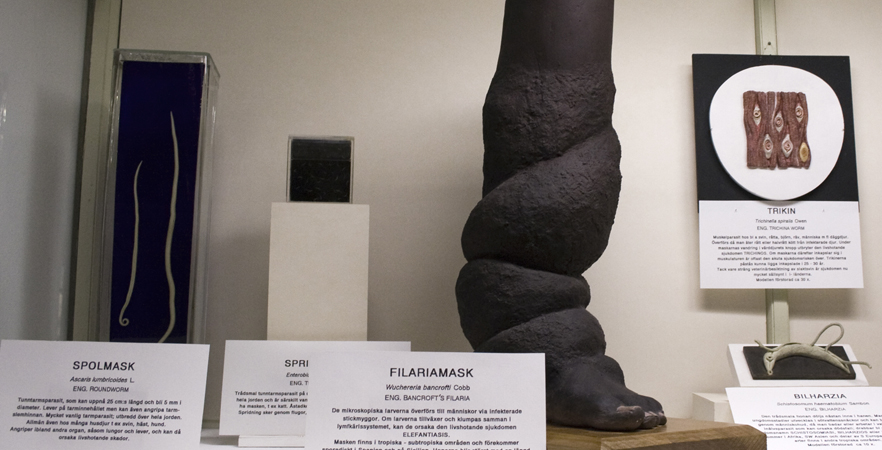 Filaria, modell
