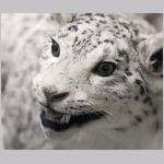 Sn&ouml;leopard