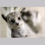 Tjocksvansad galago