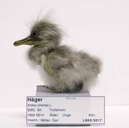 H&auml;ger, unge