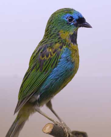 Tangara