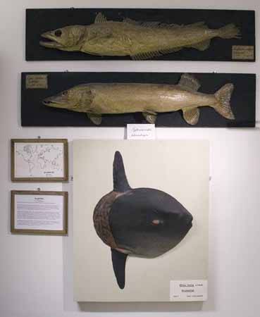 Klumpfisk
