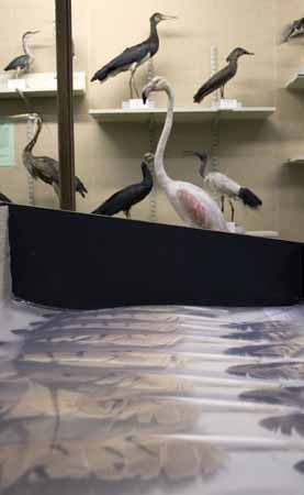 Flamingo, ibis