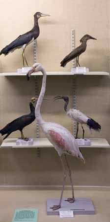 Flamingo, ibis