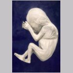 Humant embryo