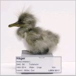 H&auml;ger, unge