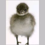 Alf&aring;gel, unge