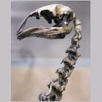 Moa