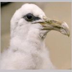 Albatross