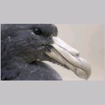 Albatross
