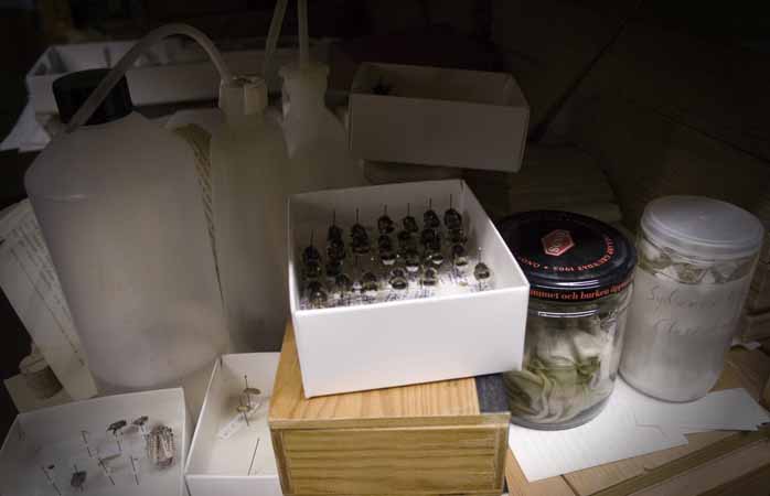 Entomologiska