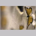 Insekter (v&aring;n 3)