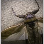 Insekter (v&aring;n 3)