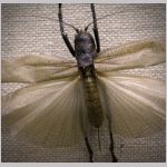 Insekter (v&aring;n 3)
