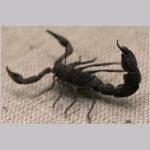 Skorpion (v&aring;n 3)
